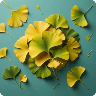 Ginkgo Biloba
