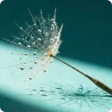 Dandelion Root