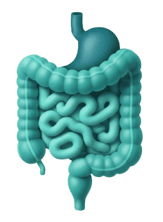 Gut health illustration
