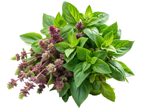 Holy basil plant