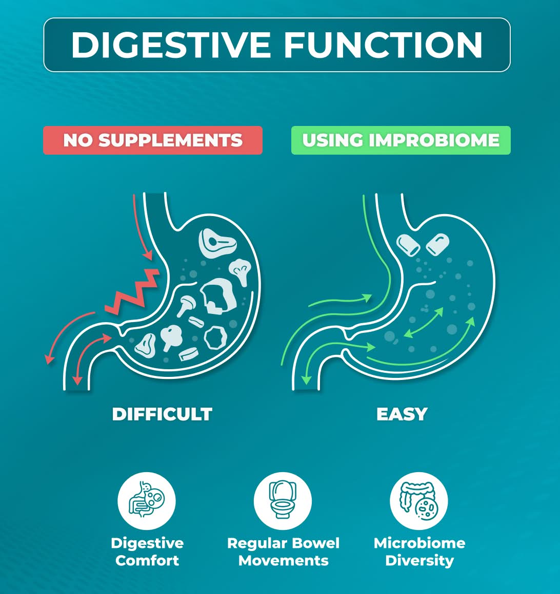 Digestive Function