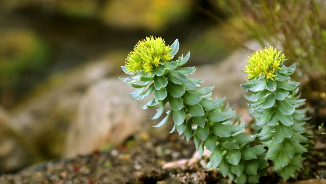 Rhodiola