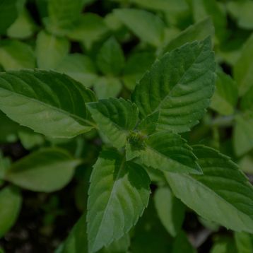 Holy Basil Leaf Powder