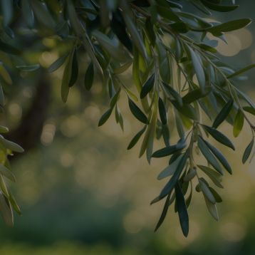 Olive Leaf Extract