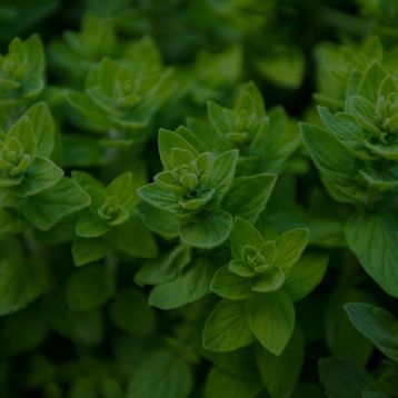 Oregano Leaf Extract