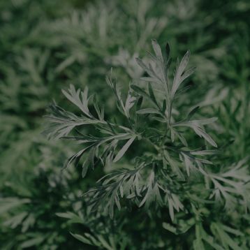 Sweet Wormwood Powder