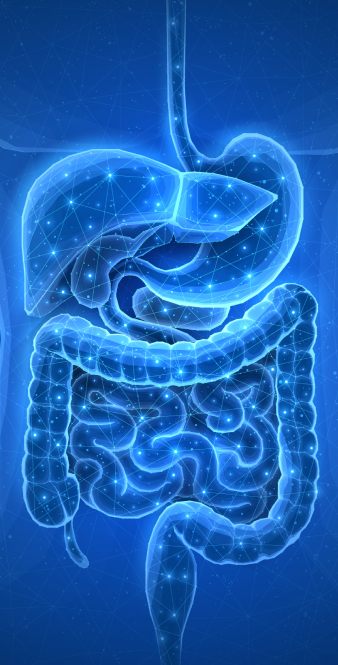 intestines