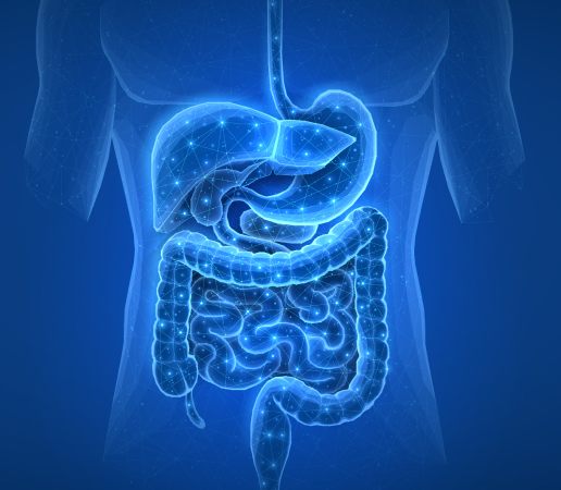 intestines