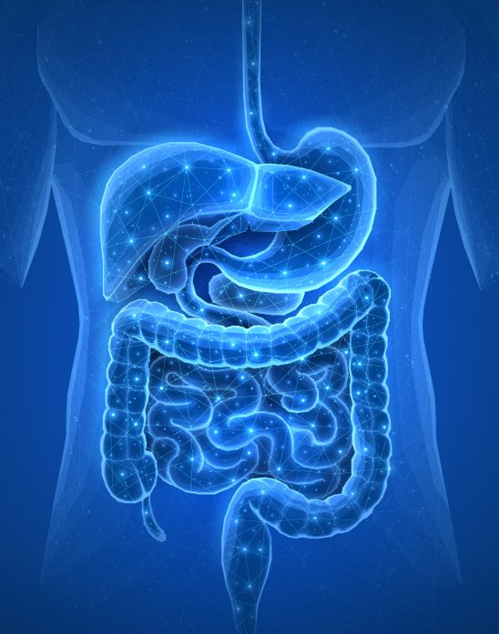 intestines