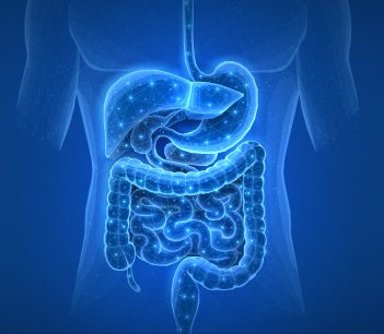 intestines