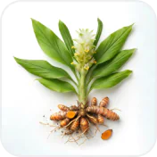 Turmeric root and powder