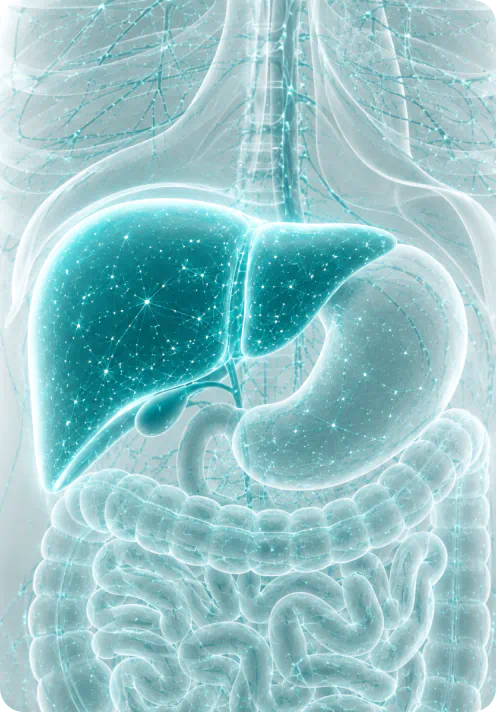 Illustration of liver