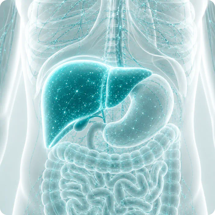 Illustration of liver